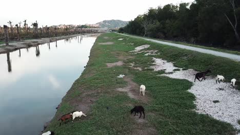 Las-Cabras-Descansan-En-La-Orilla-Del-Río-En-Malasia.